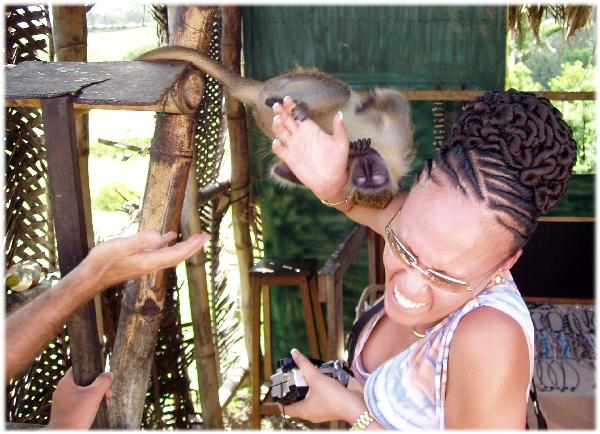 Reunion-Barbados Myoshi Monkey Attack-1