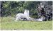 Reunion-Barbados Gun Hill Lion-1